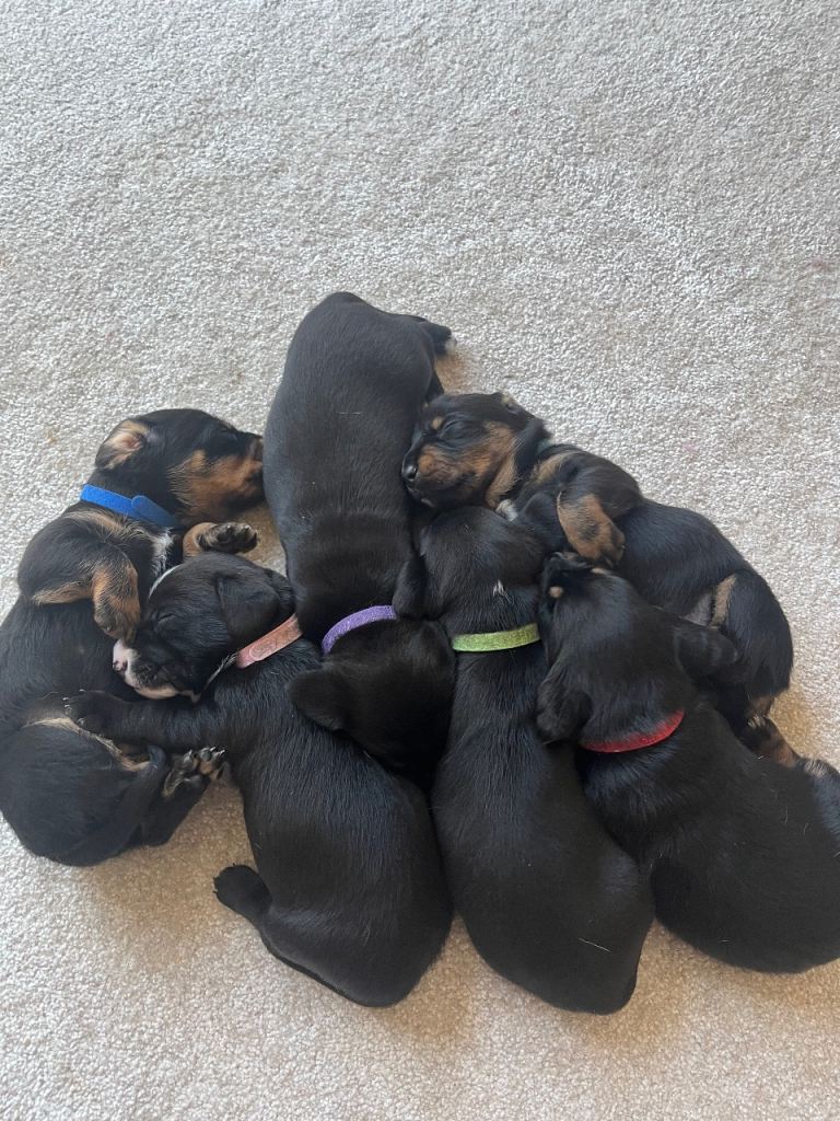 Dalmatian x dachshund 