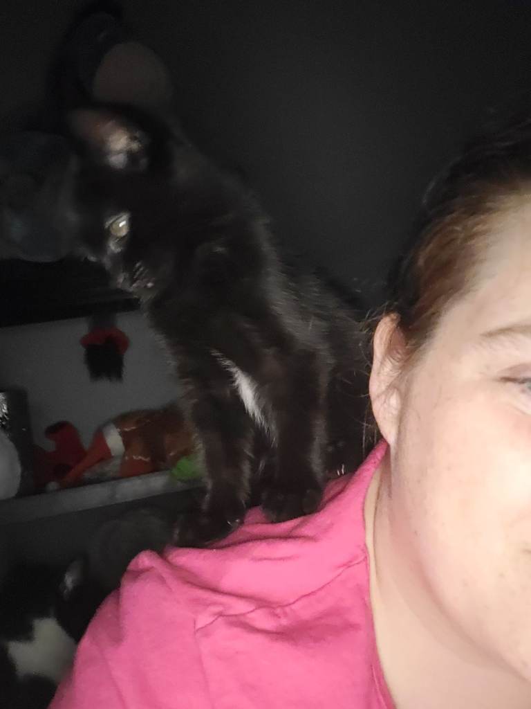 4 kittens ready for new homes