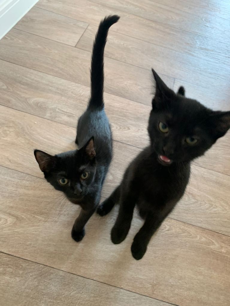 2 Black kittens ready for a loving family
