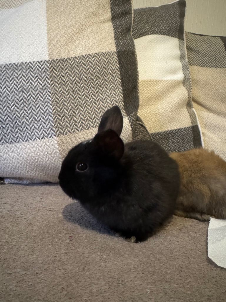 Baby bunny for sale (lop / lionhead mix)