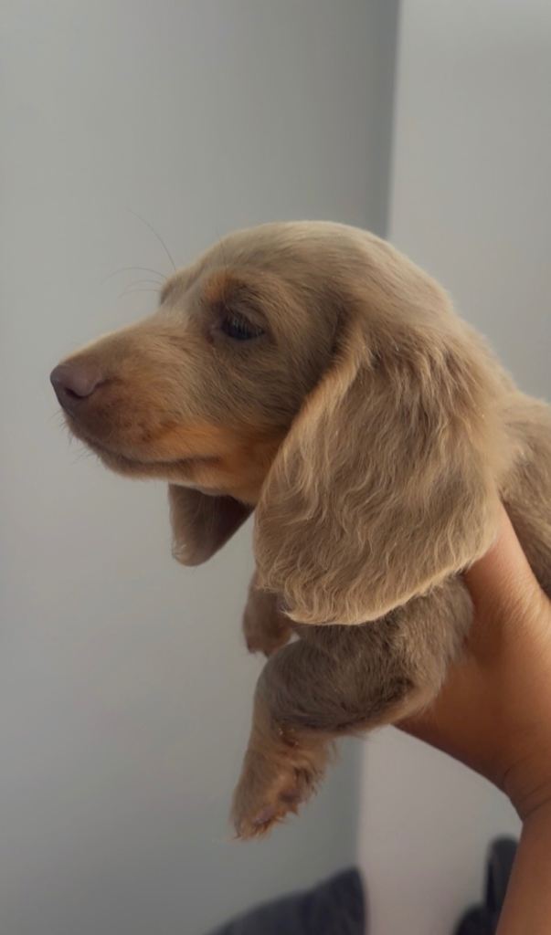 Miniature Long Hair Dachshunds 