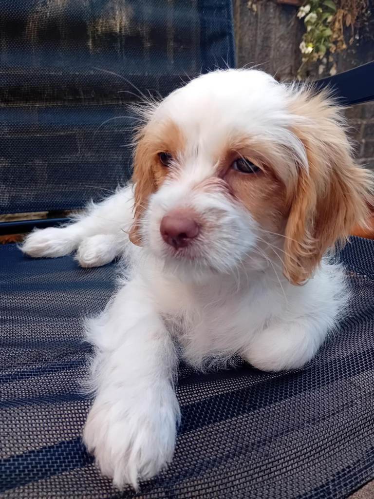 Adorable 11 Week Old Female Cavapoochon Puppy Ready for Her Forever Home
