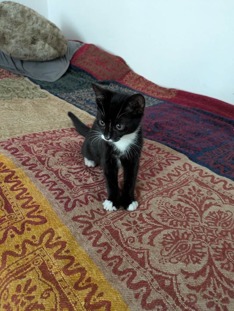 Tuxedo kitten 