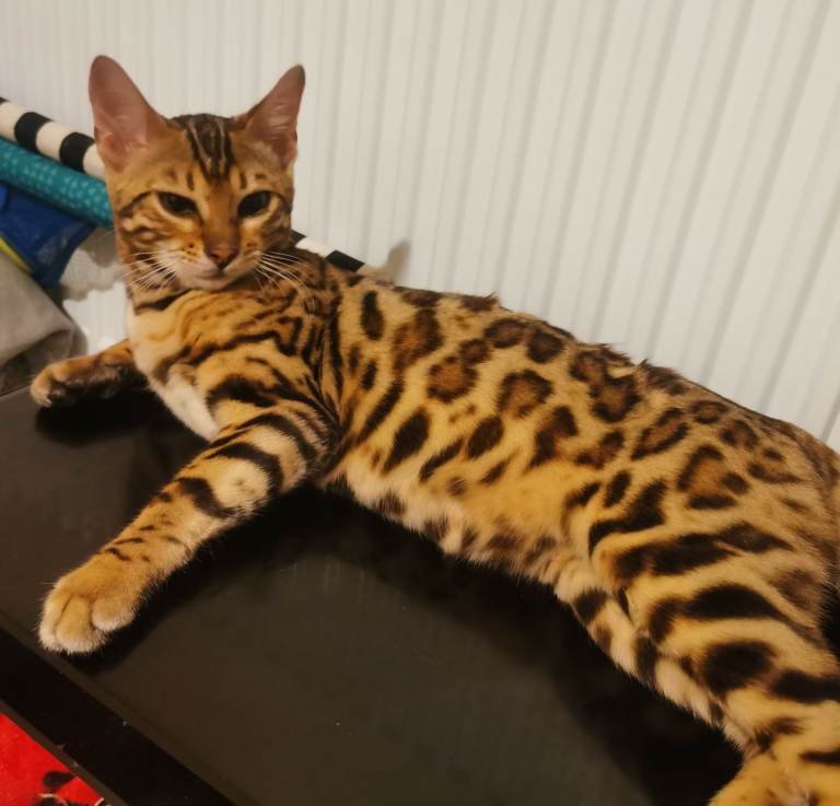Stunning Bengal Girl Kitten. TICA Registered