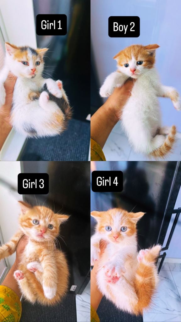 4 beautiful kittens for sale 