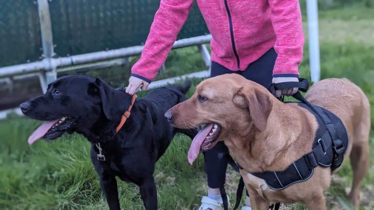 Purebred Labrador Pups