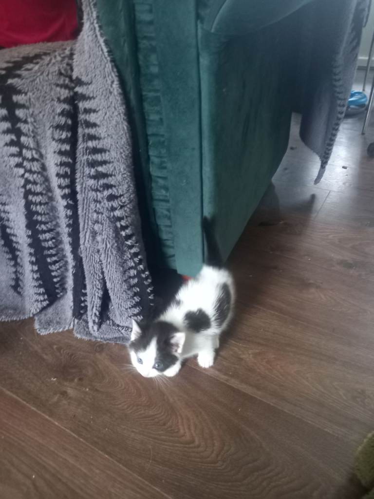 Kittens