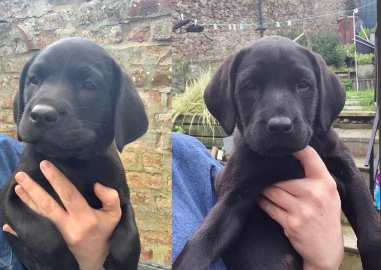 LAST TWO LABRADOR PUPS