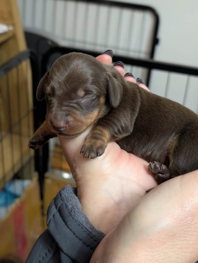 Beautiful, genuine Kaninchen Dachshund