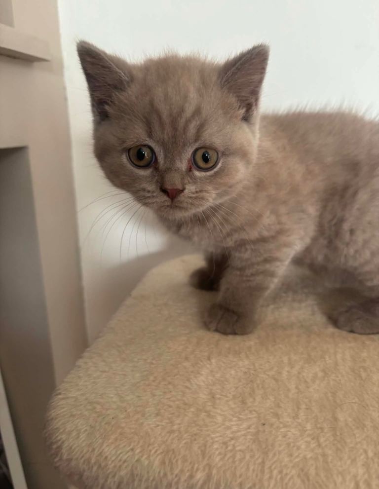 boy british short hair kitten
