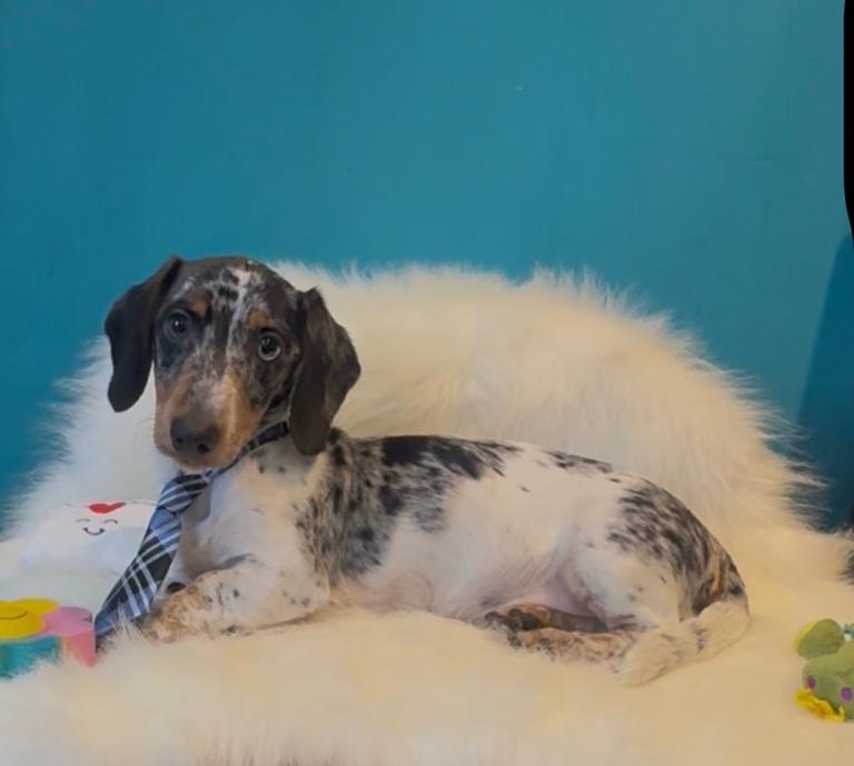 Miniature smooth reg daschund 