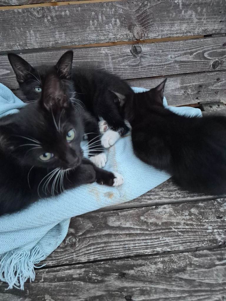 Kittens