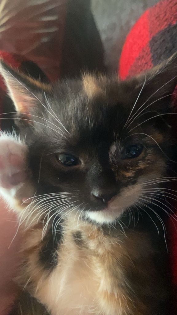Kittens for sale