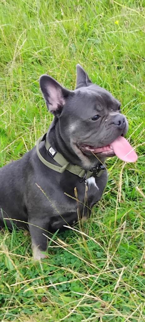 French Bulldog