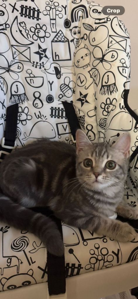 Bengal x ragdoll female kitten 