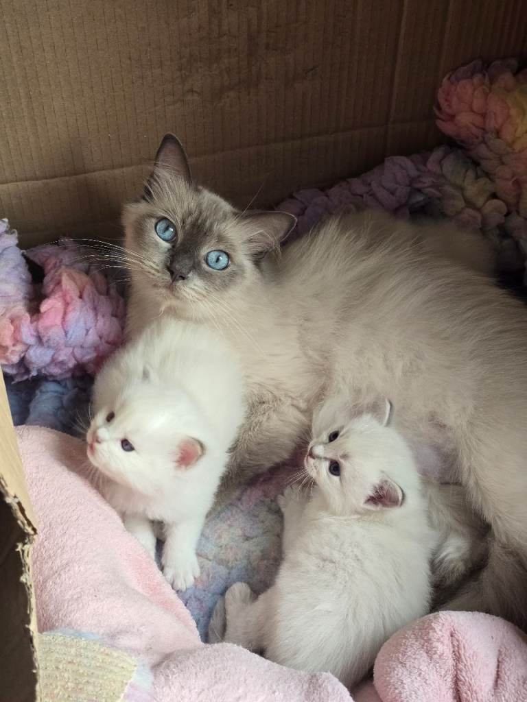 Ragdoll kitten boys