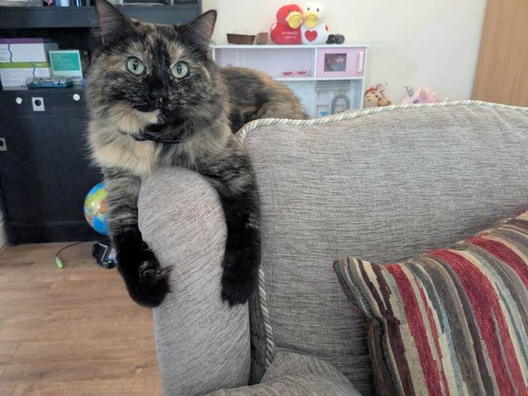 Rehoming tortie