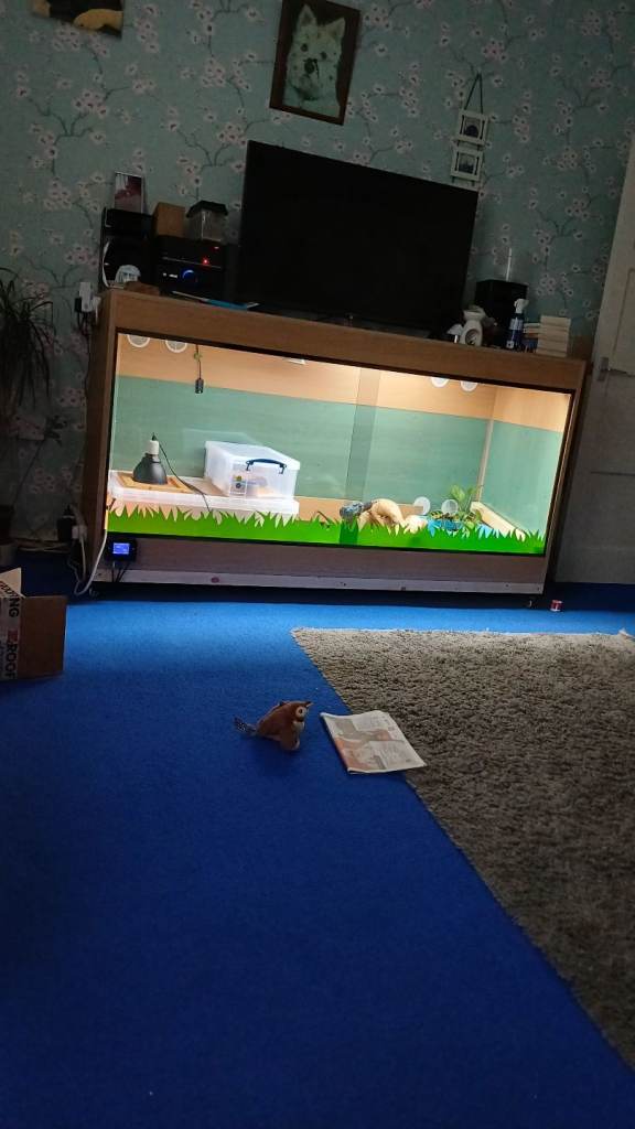6ft vivarium 