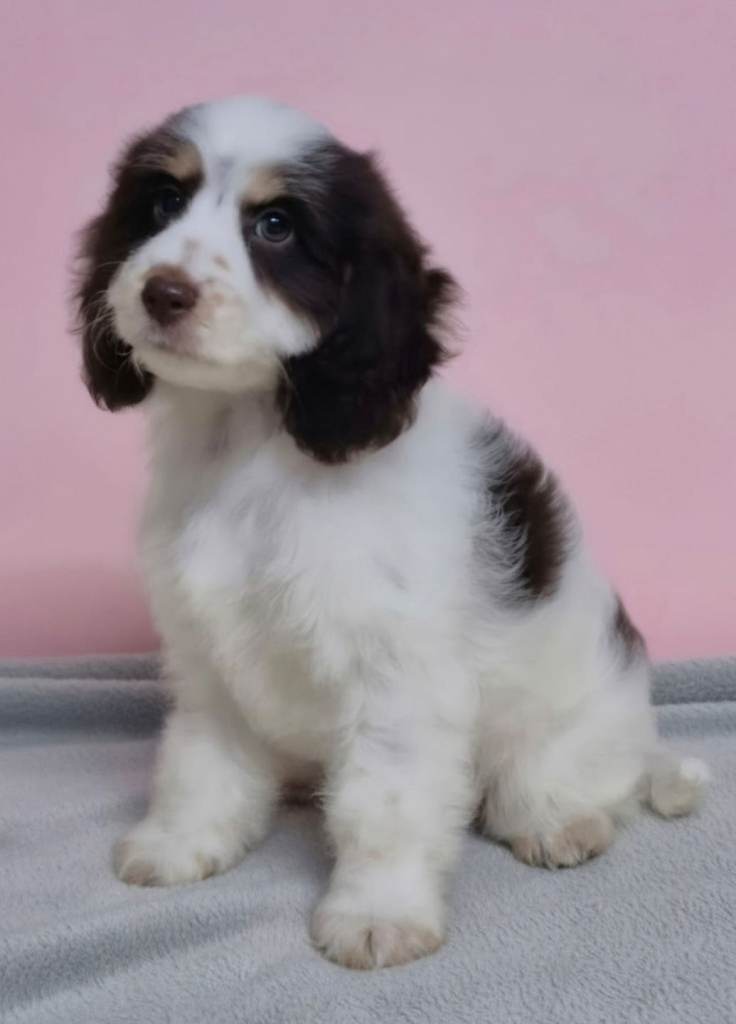 Cockapoo