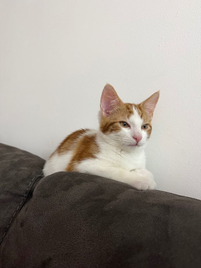 Adorable 5 months old male kitten