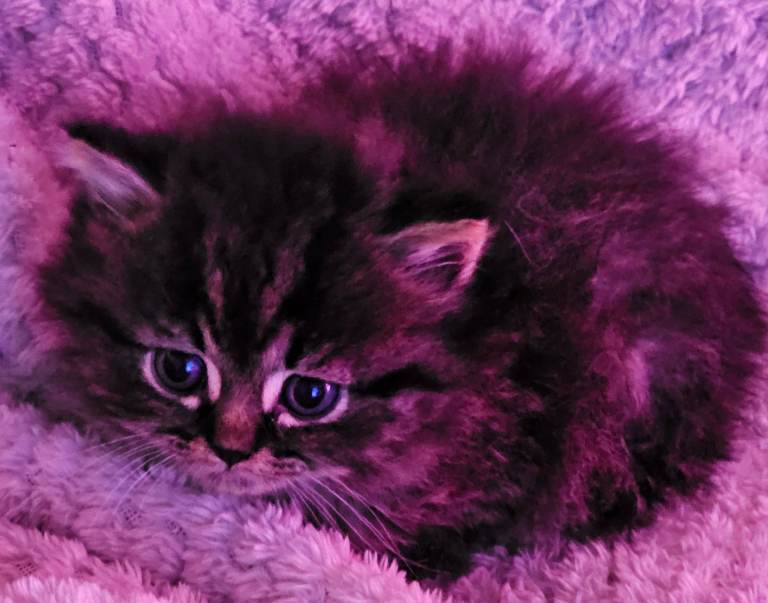 Pretty Persian cross kittens