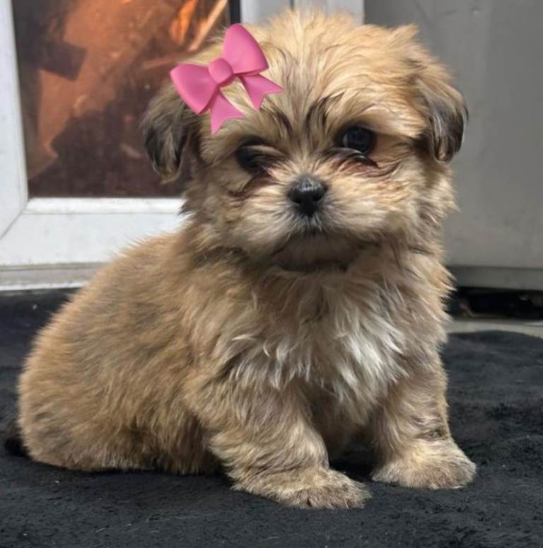 Shih tzu cross pomeranian puppies for sale 