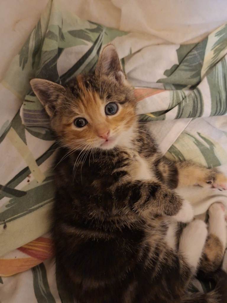 Kittens