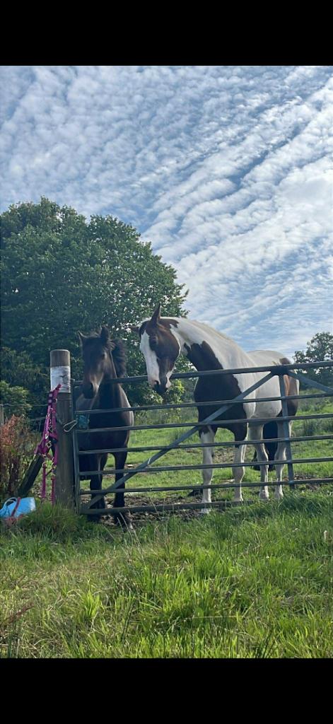 16.3h Dutch warmblood mare and 13.3h gelding