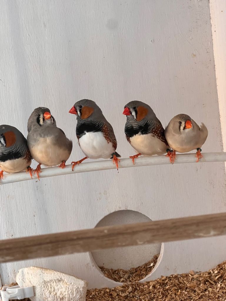 Zebra finches