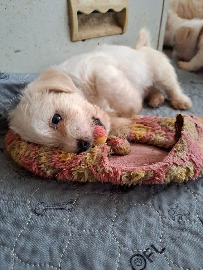 Jug puppies