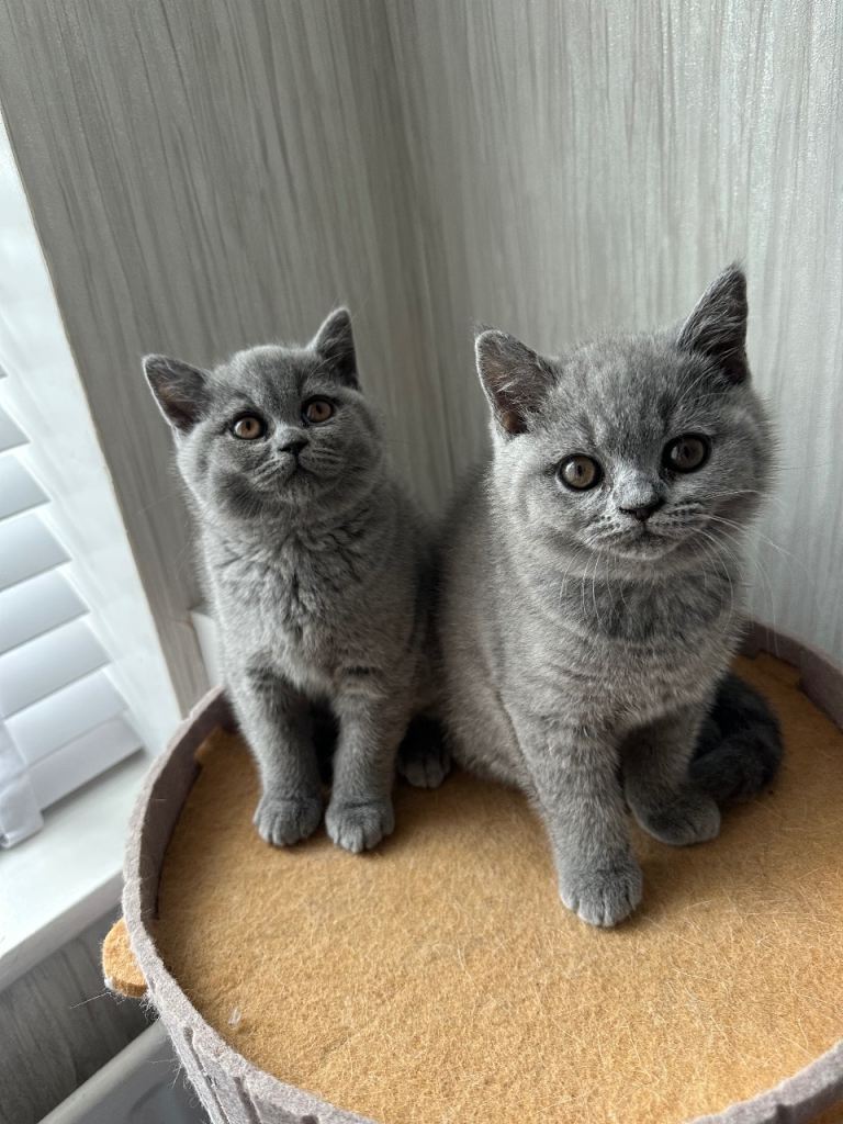 Two girl left Gccf British Shorthair. 