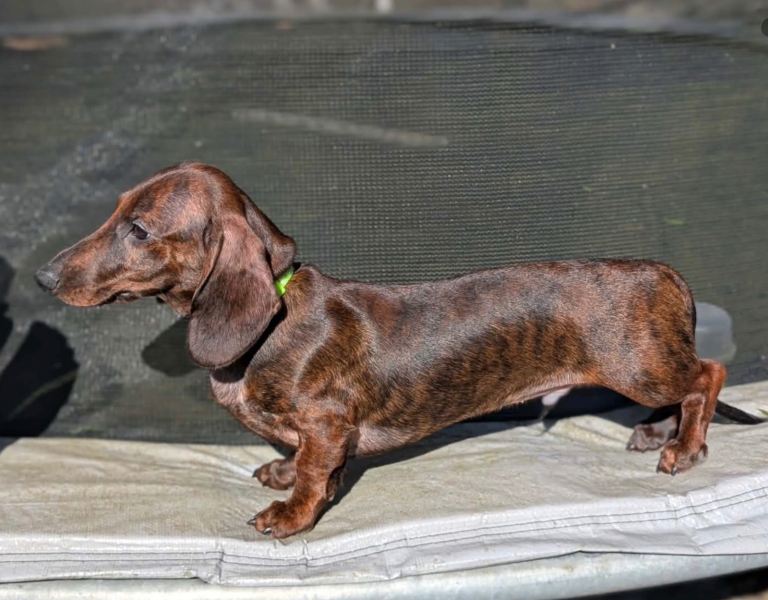 Miniature dachshund baby 