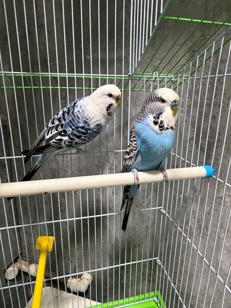 Pair of budgies with cage 