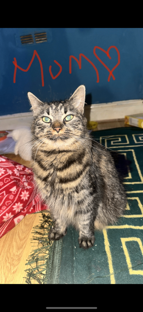 ✨ Adorable Kitten Looking for its Forever Homes ✨