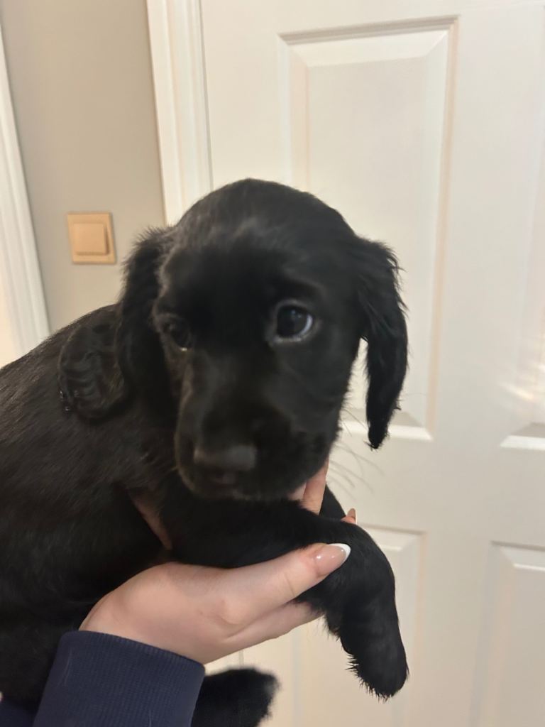 Cocker spaniel puppies