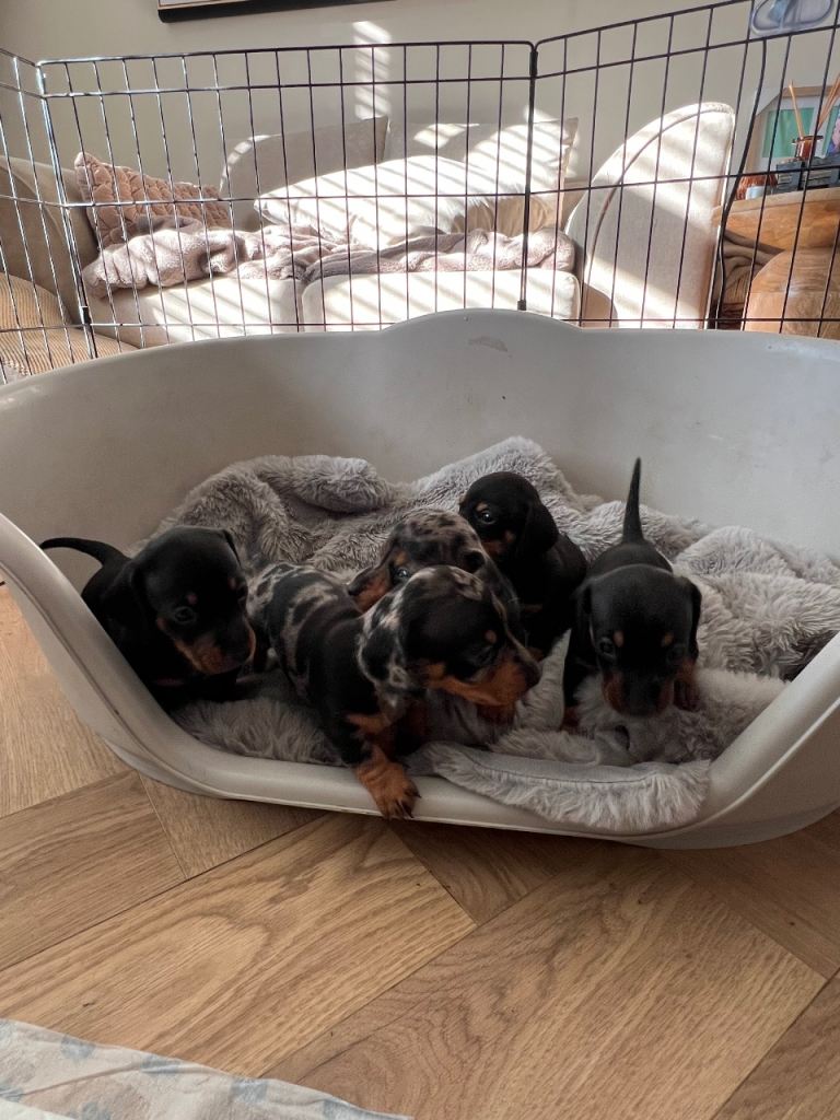 Miniature dachshund puppies 