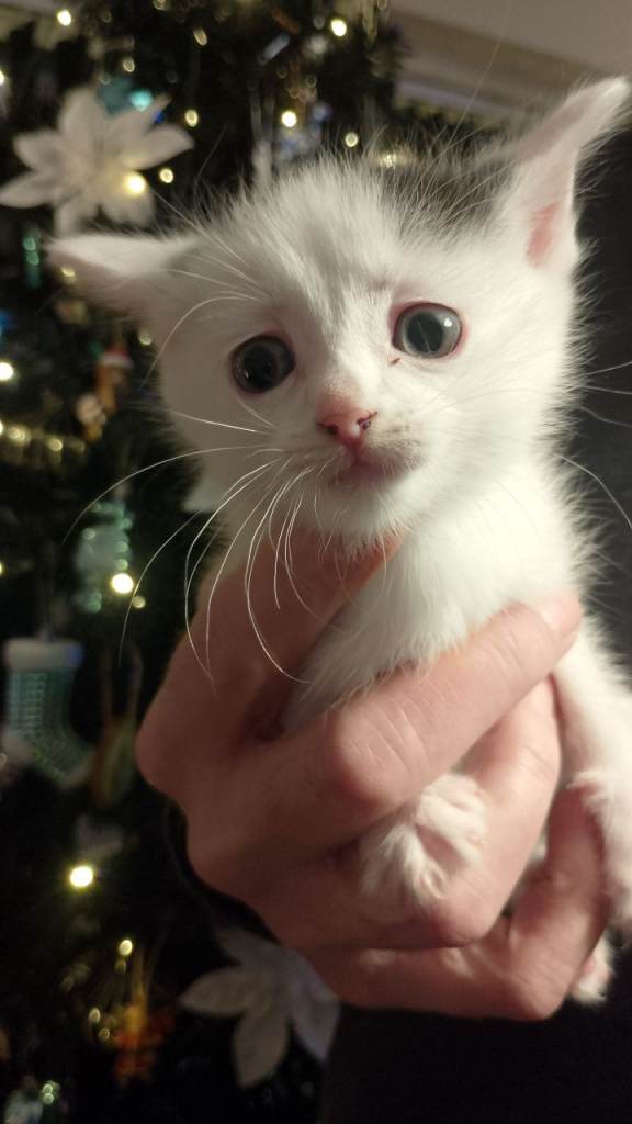 Fluffy playful kittens