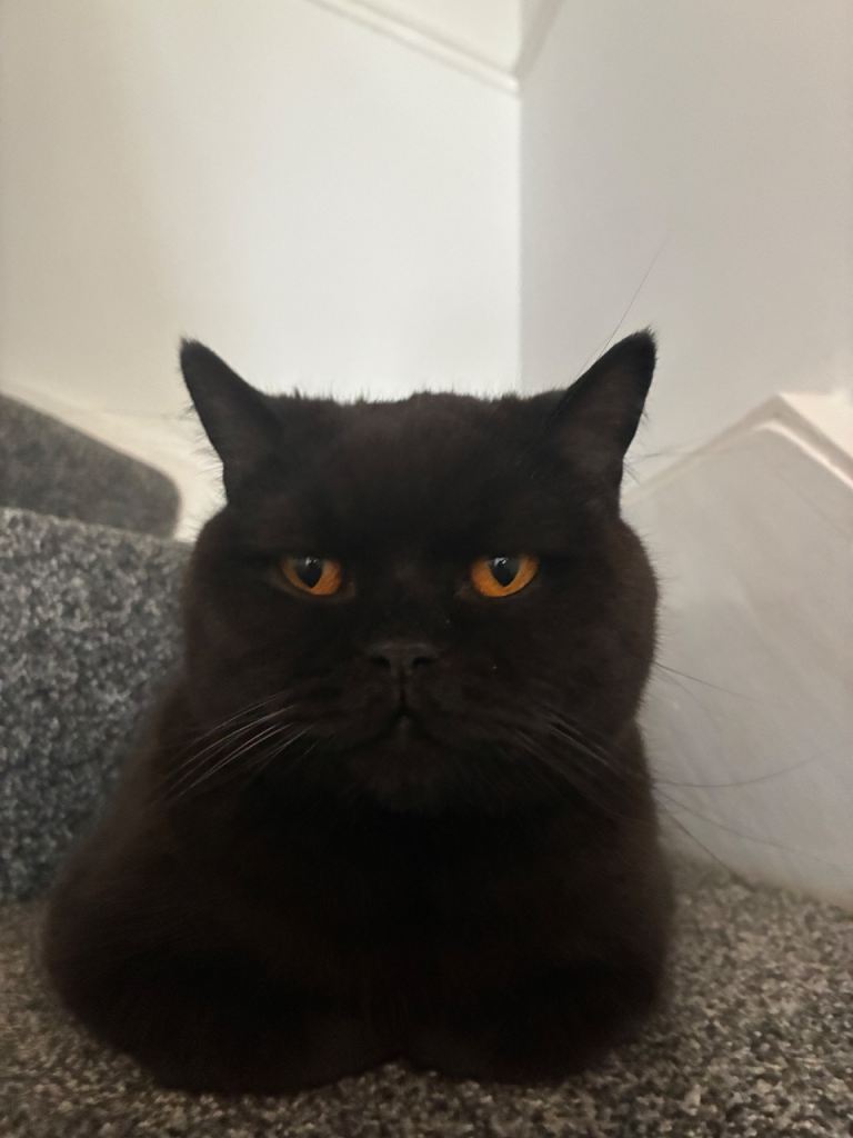 Cat for Sale