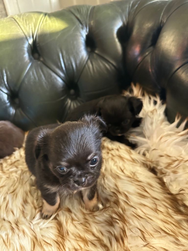 Tea cup chihuahua pups