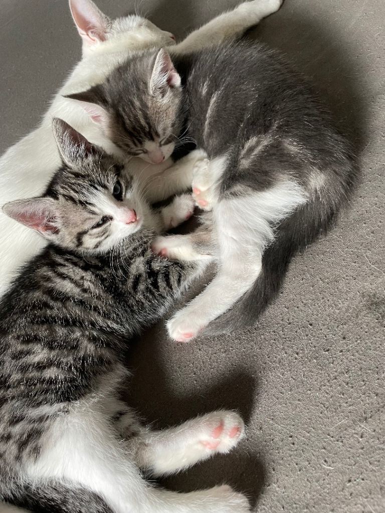 3 beautiful kittens needing forever homes 
