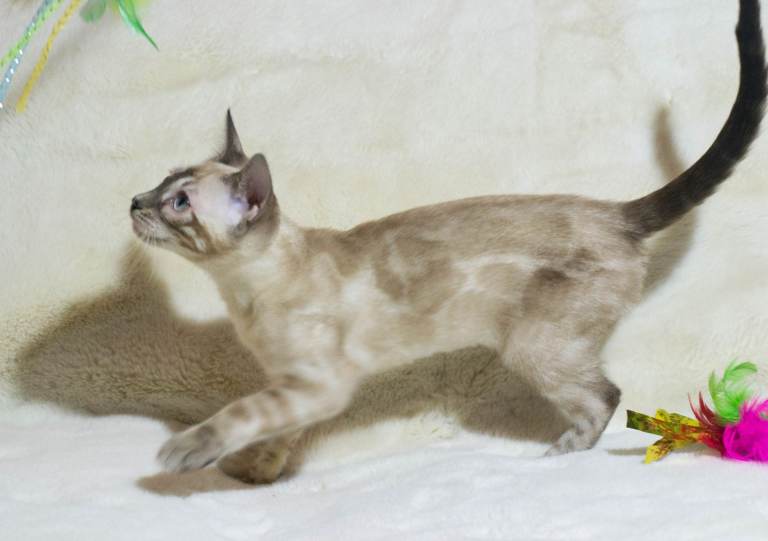 Ready to Leave TICA Registered Snow Lynx Bengal Girl 