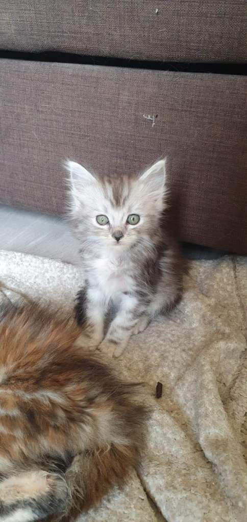 ALL SOLD !!! Maine Coon X Ragdoll MIX - TICA Pedigree Parents