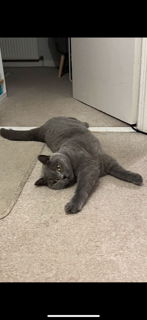 Grey British Shorthair Cat
