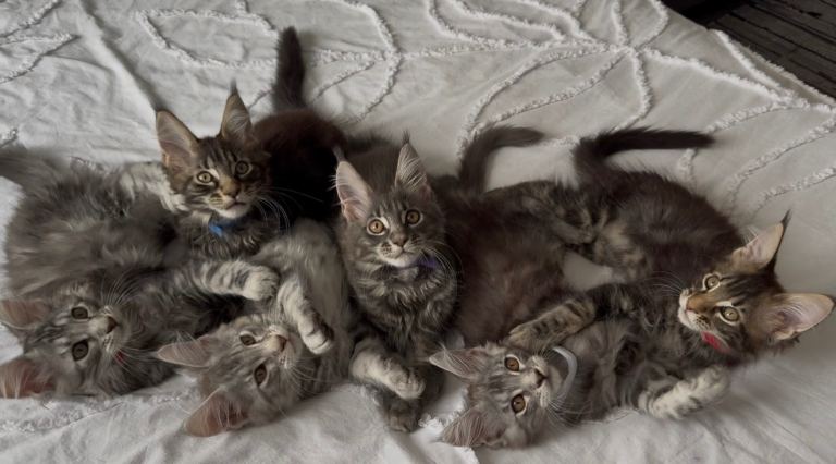 🐾 Beautiful GCCF Pedigree Maine Coon Kittens — Forever Homes Wanted 🐾