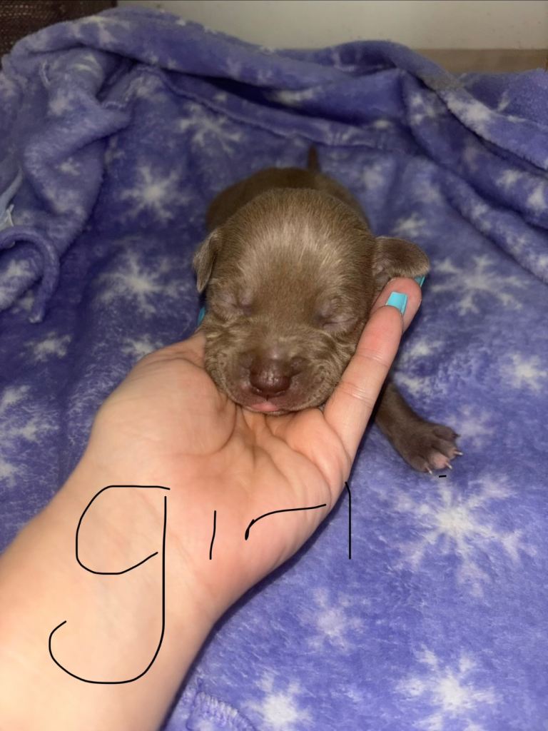 American bully cross puppies 