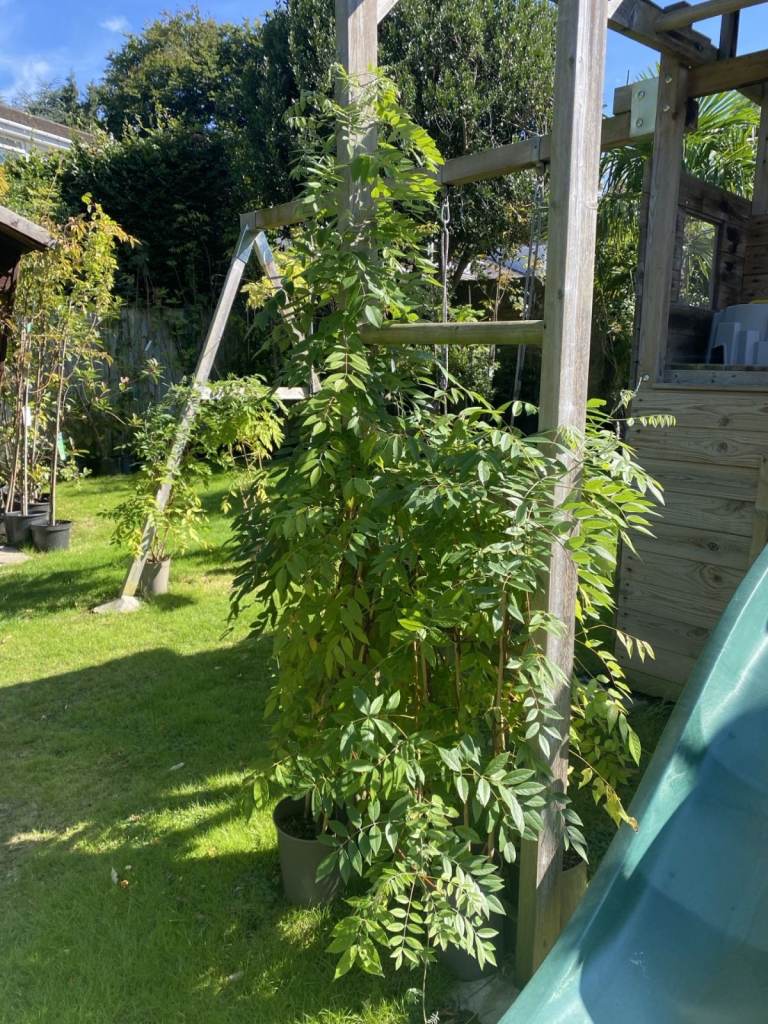 Really Need Gone ASAP. Wisterias have about 17 to choose from. Great Selection. All in Bud