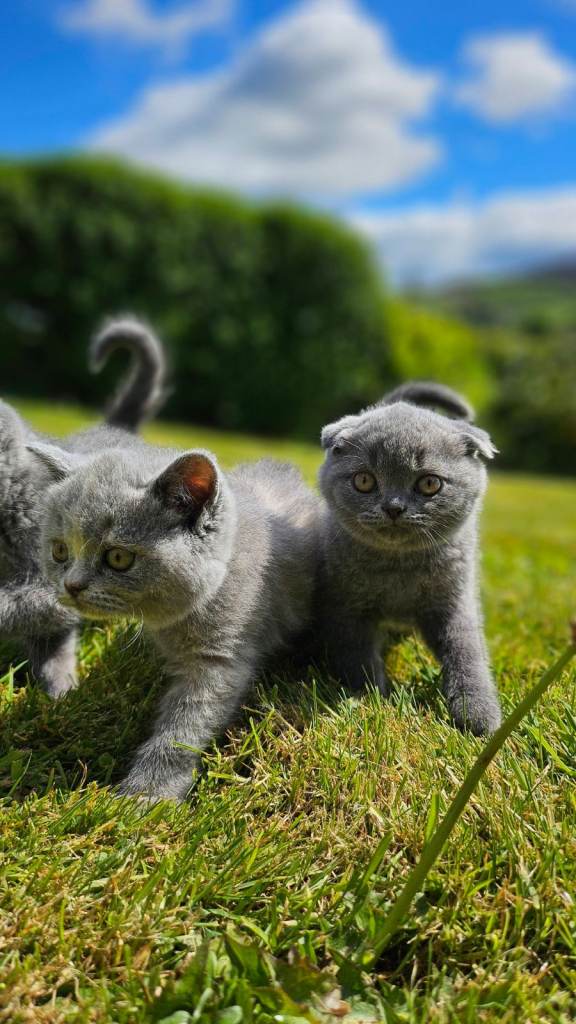 British Shorthair kittens