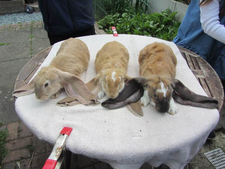 ENGLISH LOPS (PURE BRED)