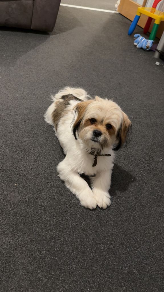 Beautiful female Lhasa 