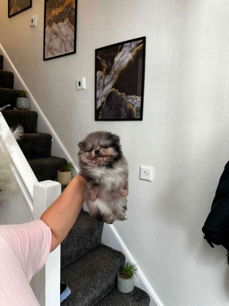 Pomeranian toy pure bread pupies